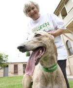 Goodbye To Muzzles As Greyhounds Become Greenhounds
